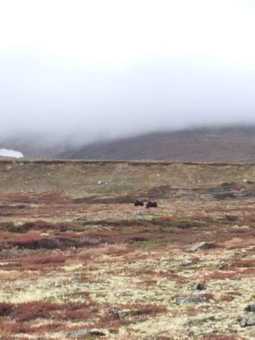 14484914_10154390530005609_1298604224858197256_n